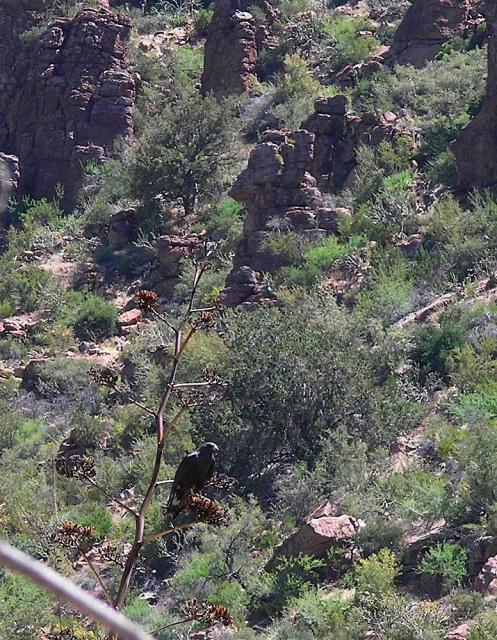 devils_canyon40