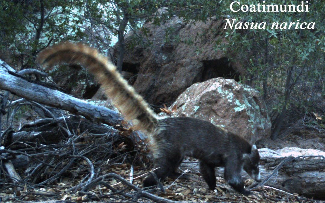 Comment now to protect Oak Flat